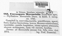 Cercospora mercurialis image